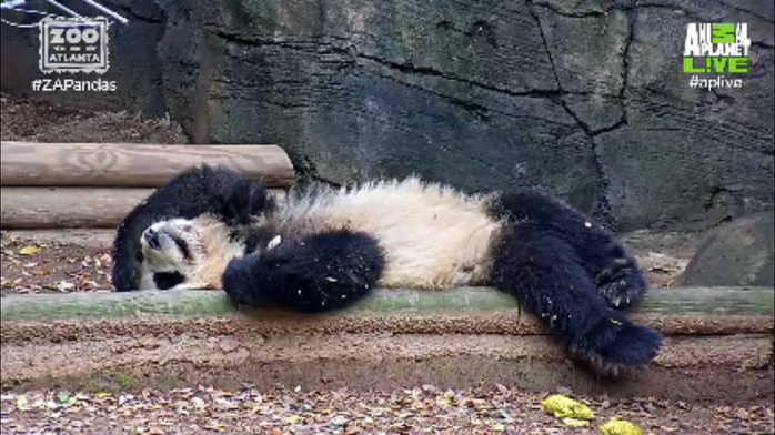 Zoo Atlanta