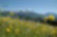 Blumenwiese Wurbauer. Foto TV Tatzreiter.jpg