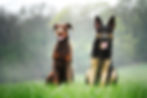 vecteezy_two-dogs-sitting_1388535.jpg