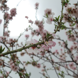 Kibbutz Mafalsim- Almond blossoms / Shifra Gottlieb