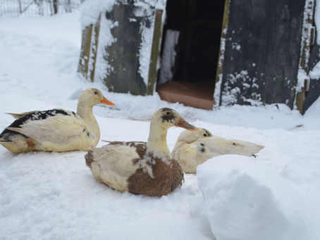 Hiver : chouchoutez vos animaux !