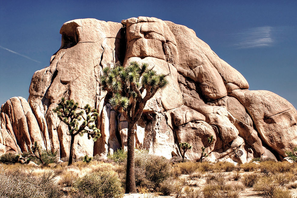 Joshua Tree National Park