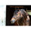 Thumbnail: HORSE HAVANA PROFESSIONAL SHOW HALTER