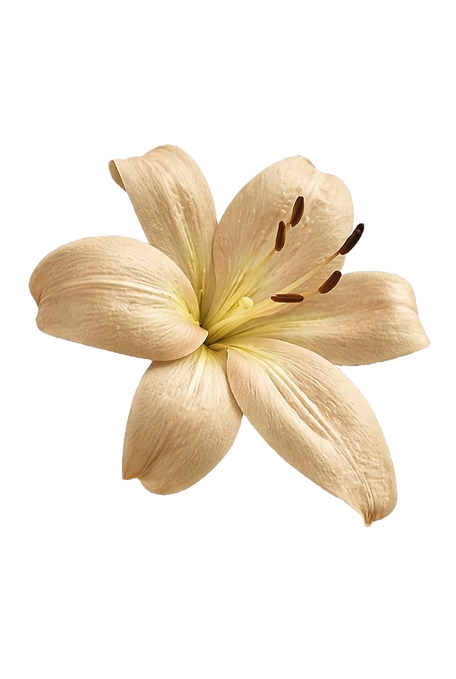 Soft Beige Bloom ✨✨_edited.png