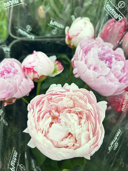 WhatsApp Image 2024-10-06 at 10.14.24