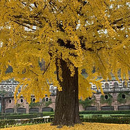 Albero nel giardino
