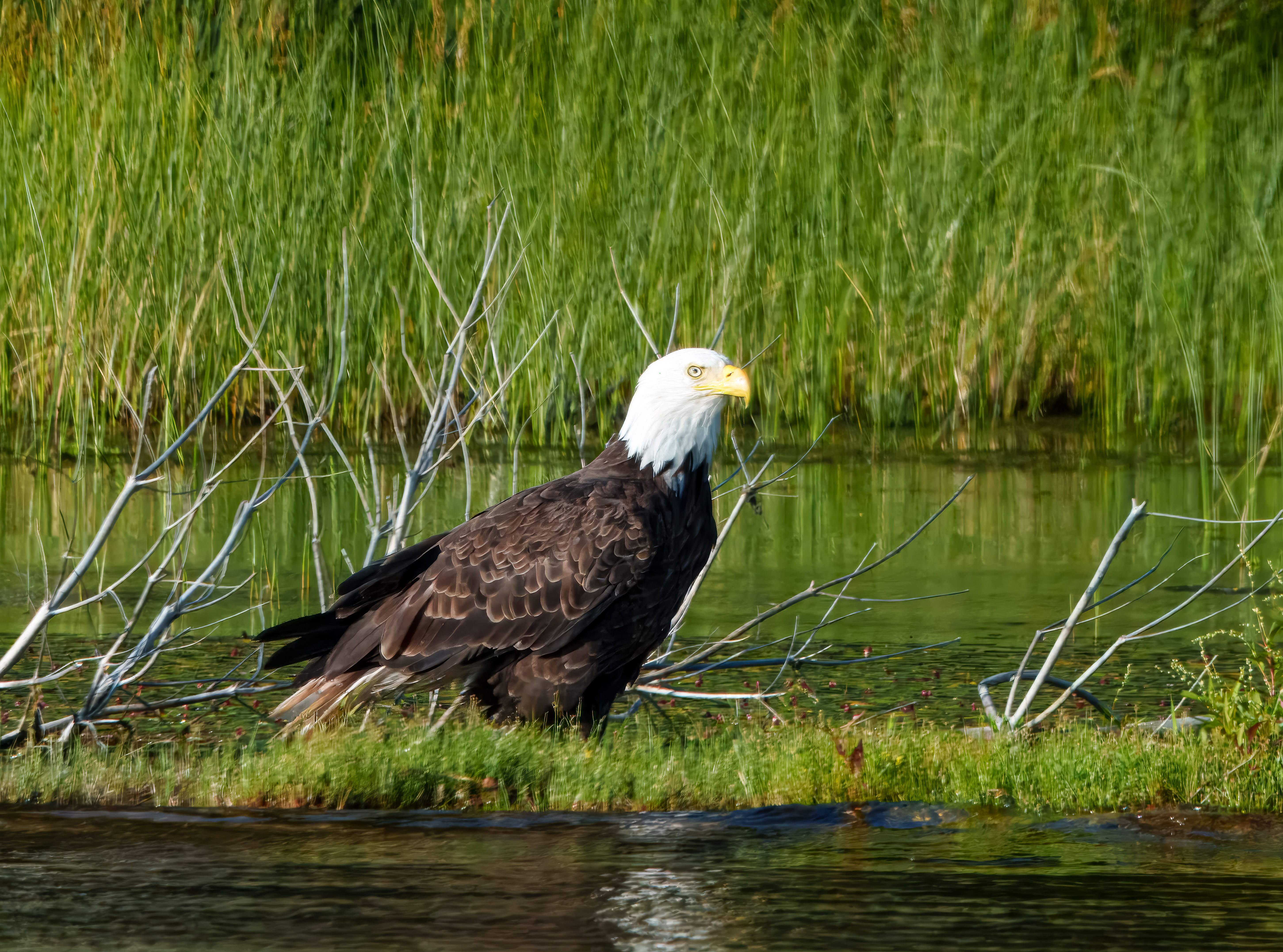 Bald Eagle Sugar Camp Lake