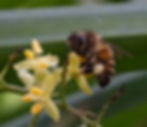 Honeybee on a blooming Florida native Buccaneer Palm II