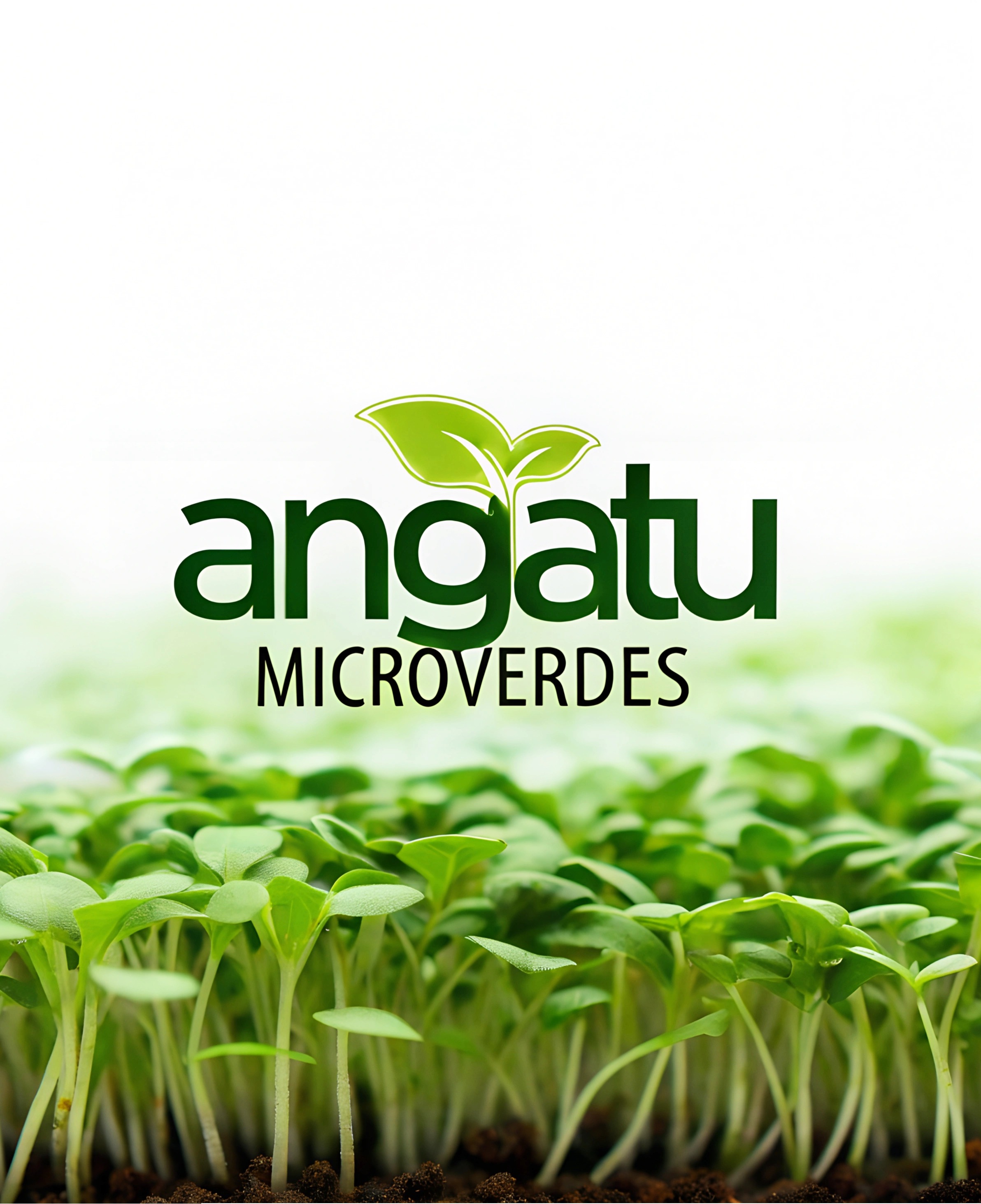 Foto do escritor: ANGATU MICROVERDES 