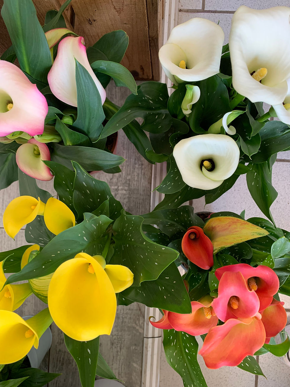 Miniature : Calla