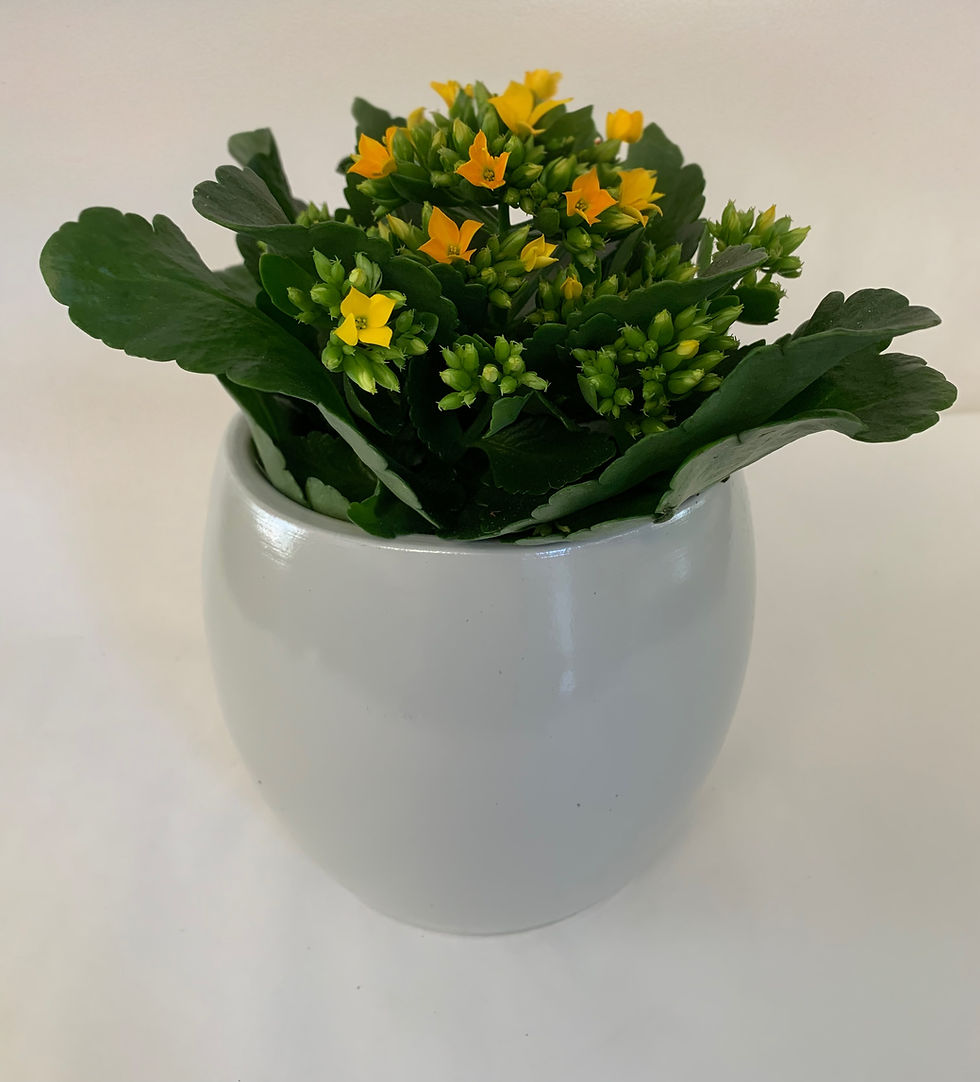 Miniature : Kalanchoë