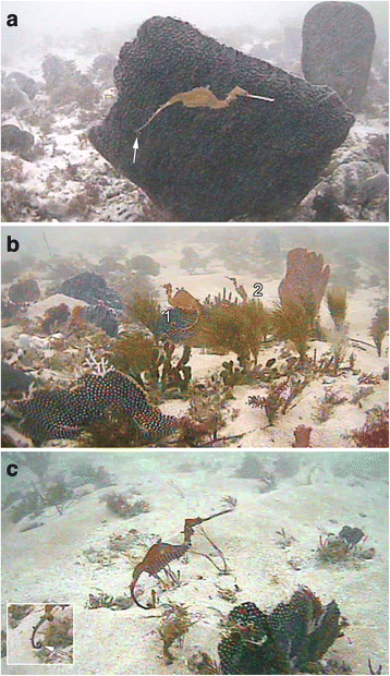 The Ruby seadragon in the wild