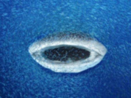 Whaleshark