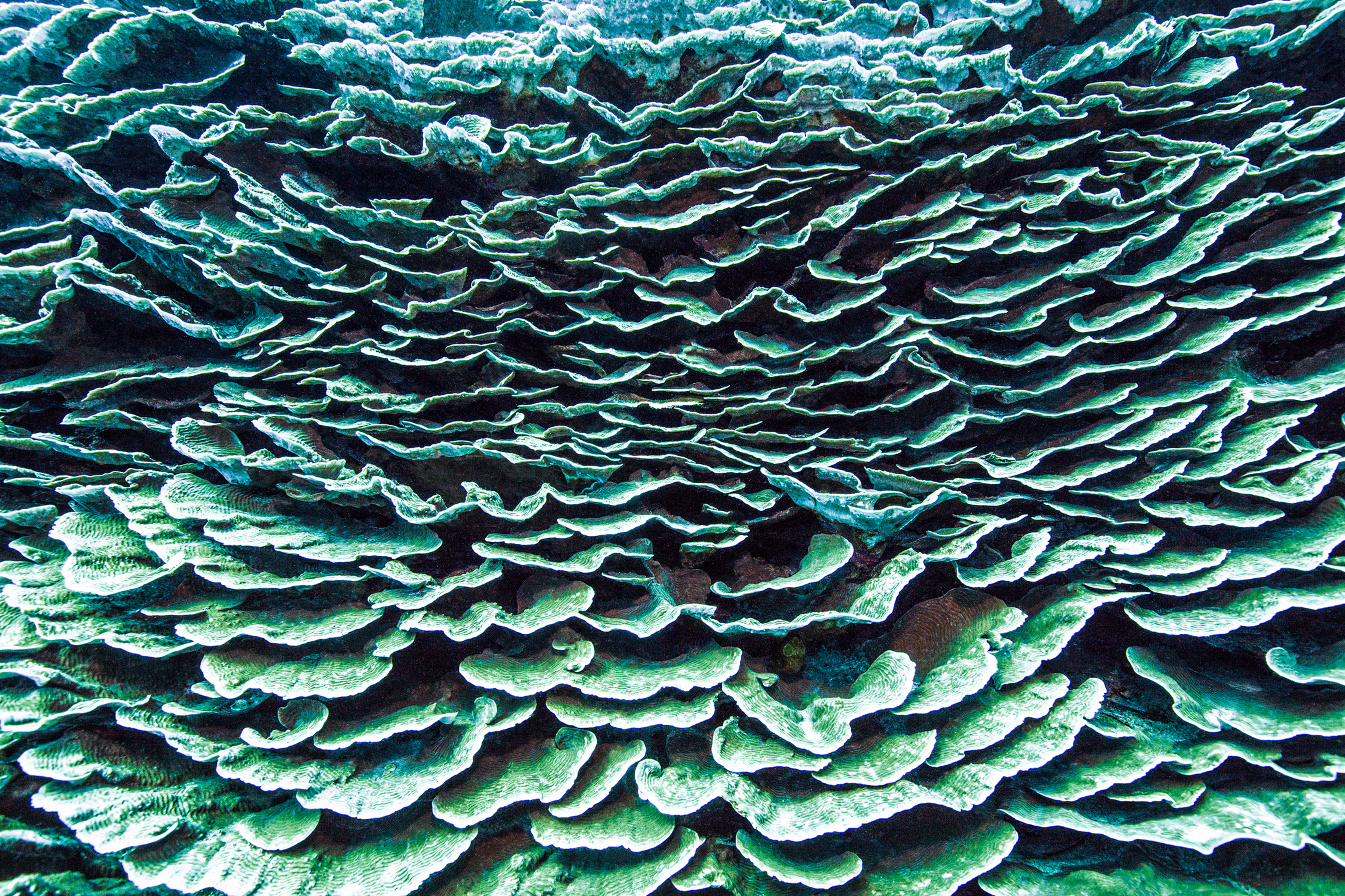 Cabbage Wall