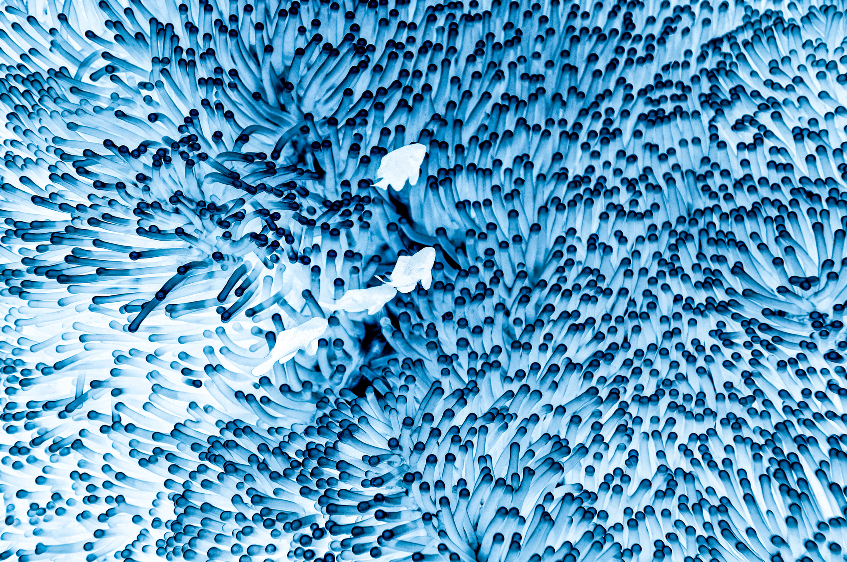 Anemone Blue