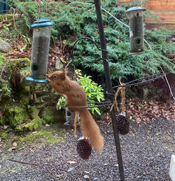 Red squirrel visiting my garden