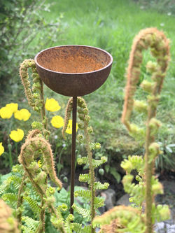 10cm Metal Raincatcher amongst early ferns