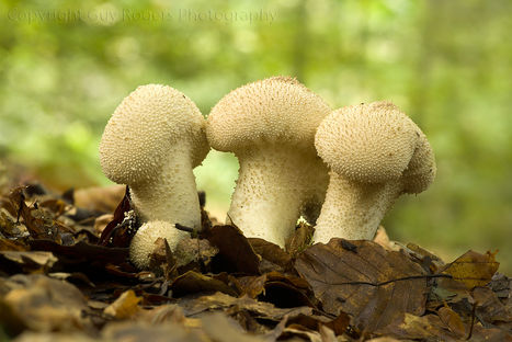 Lycoperdon  perlatum, common puffball, mushroom, taodstool, fungi, woodland, nature