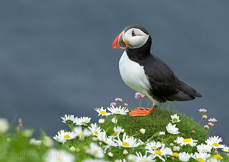 Puffin in Oxo Eyed daisies.jpg