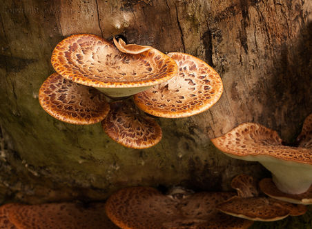dryad's saddle, polyporus squamosus, mushroom, toadstool, fungi, nature, woodland