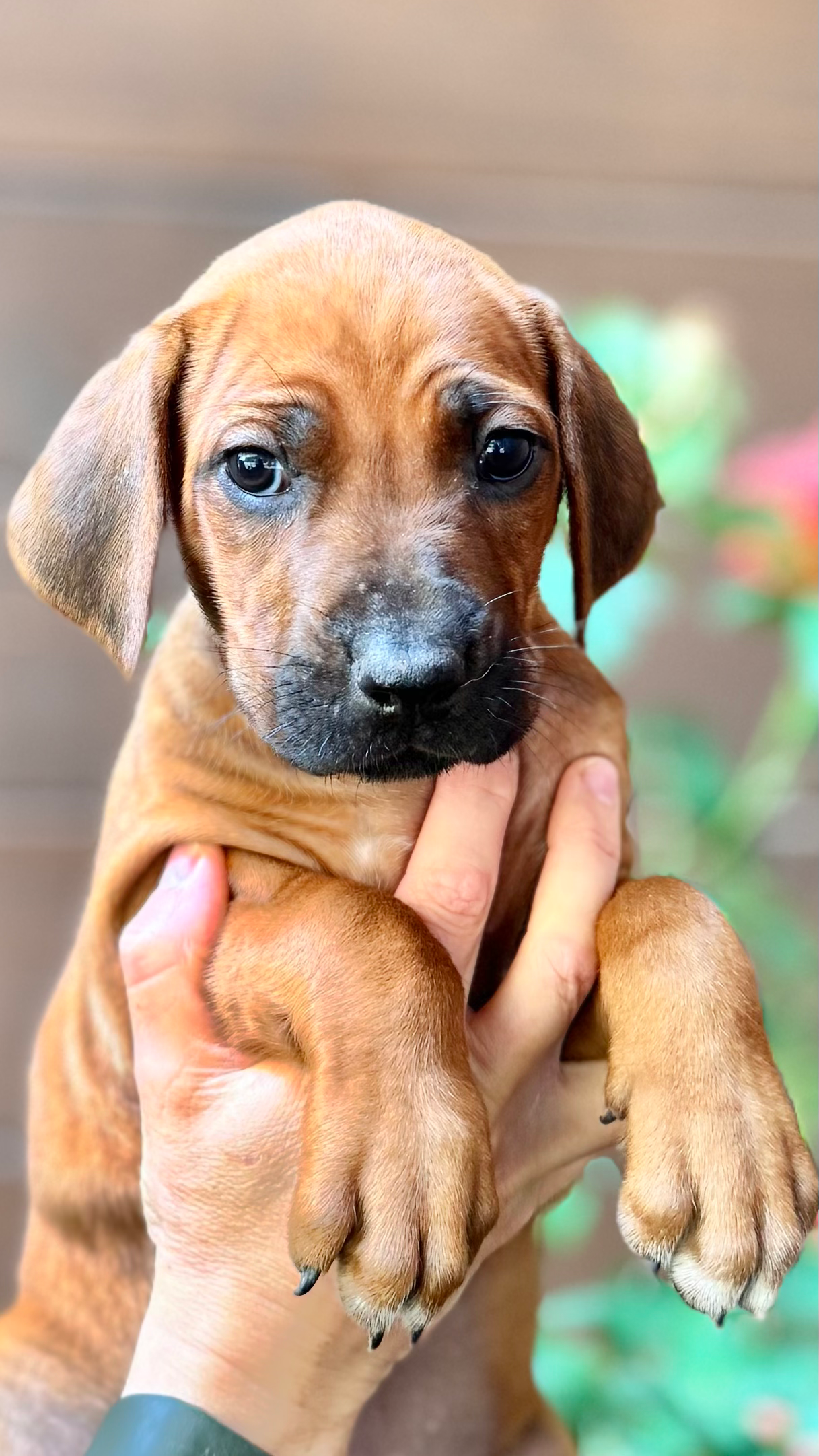 BRAVE Turquoise Girl (standart)