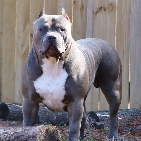 top dog bullies dual ch. blue bugatti, champion abkc - big momma's bullies