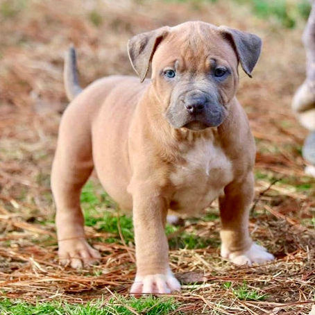 American Bully XL and XXL puppies for sale in Florida, USA and Cantabria, Spain. Bred by Big Momma's Bullies. This puppy is blue fawn