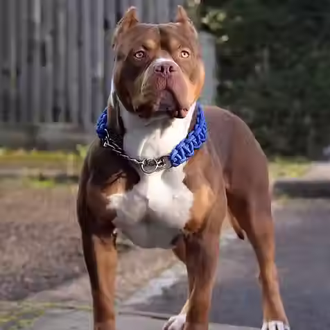 King Rolo - American Bully XL - Bloodline Ancestor of Big Momma's Baloo