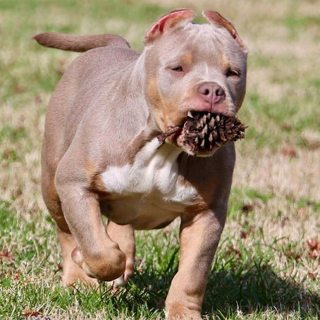 American Bully XL and XXL puppies for sale in Florida, USA and Cantabria, Spain. Bred by Big Momma's Bullies. This puppy is tri lilac