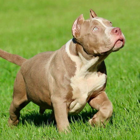American Bully XL and XXL puppies for sale in Florida, USA and Cantabria, Spain. Bred by Big Momma's Bullies. This puppy is lilac