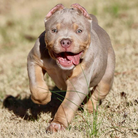 American Bully XL and XXL puppies for sale in Florida, USA and Cantabria, Spain. Bred by Big Momma's Bullies. This puppy is tri lilac