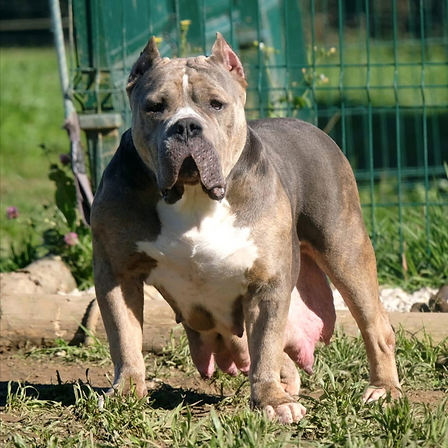 slb's kala, american bully xl, big momma's bullies