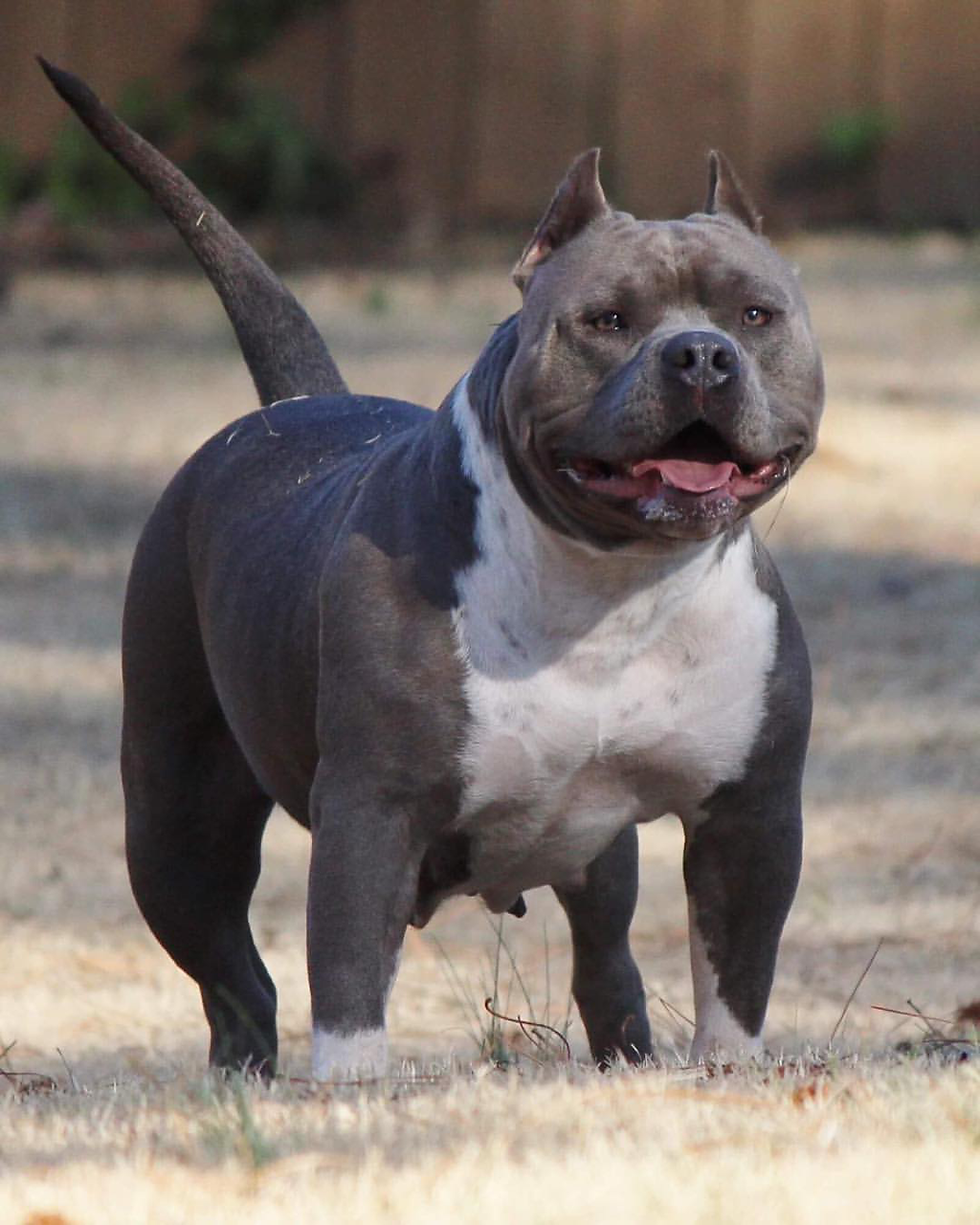 CH. GRACIE LOU