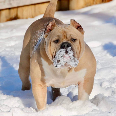 American Bully XL and XXL in Florida, United States, and Cantabria, Spain. Big Momma's Bullies Kennel