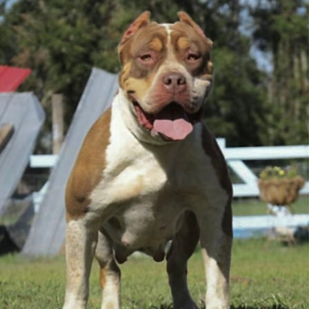 big momma's mulan, american bully xl tri choco