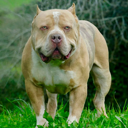 big momma's polo, american bully xl lilac tri merle