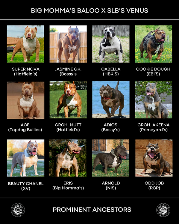 XL American Bully puppies available for sale - Florida (USA) and Cantabria (Spain) - Big Momma's Bullies