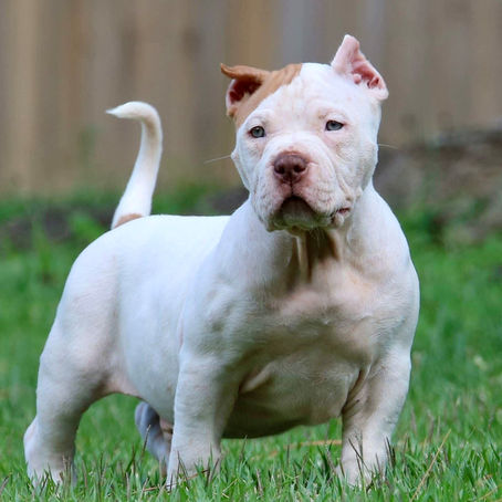 American Bully XL and XXL puppies for sale in Florida, USA and Cantabria, Spain. Bred by Big Momma's Bullies. This puppy is white