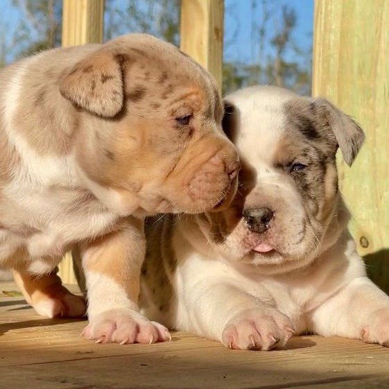 USA PUPPIES