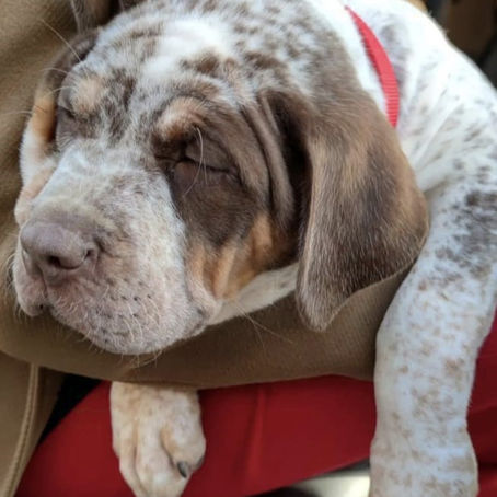 American Bully XL and XXL puppies for sale in Florida, USA and Cantabria, Spain. Bred by Big Momma's Bullies. This puppy is choco tri blotched