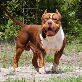 KING HUSTLER