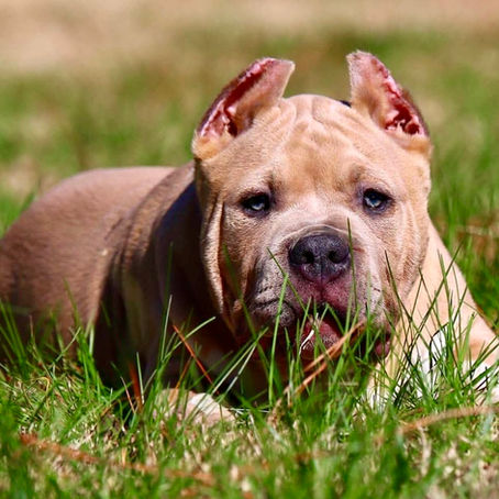American Bully XL and XXL puppies for sale in Florida, USA and Cantabria, Spain. Bred by Big Momma's Bullies. This puppy is fawn and white