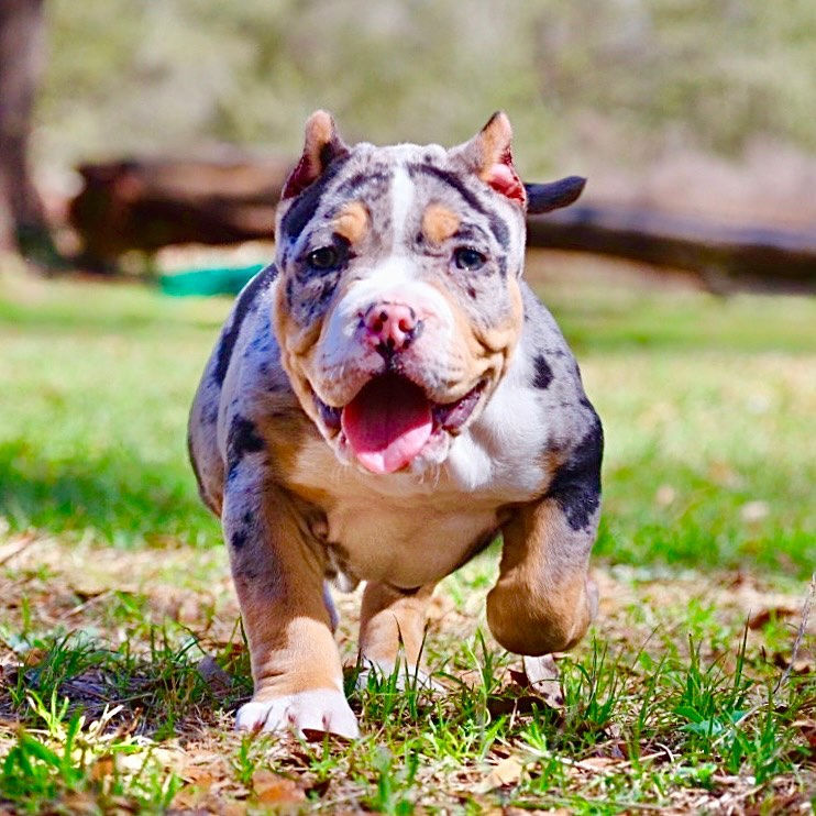 BLUE TRI MERLE