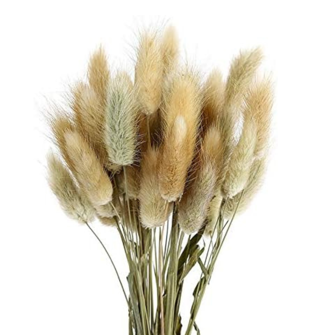 Ramita cola de conejo 12pcs