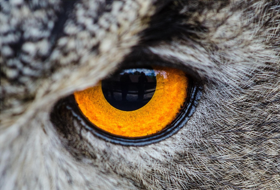 Les bases du voyage chamanique: LA RENCONTRE DE MON ANIMAL DE POUVOIR