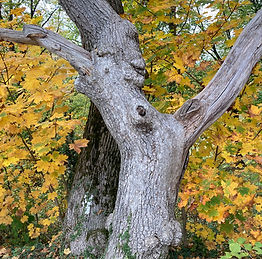 Esprit dans un arbre