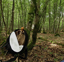 tambour chamanique dans sonétui au pied d'un arbre en forêt au printemps_edited.jpg