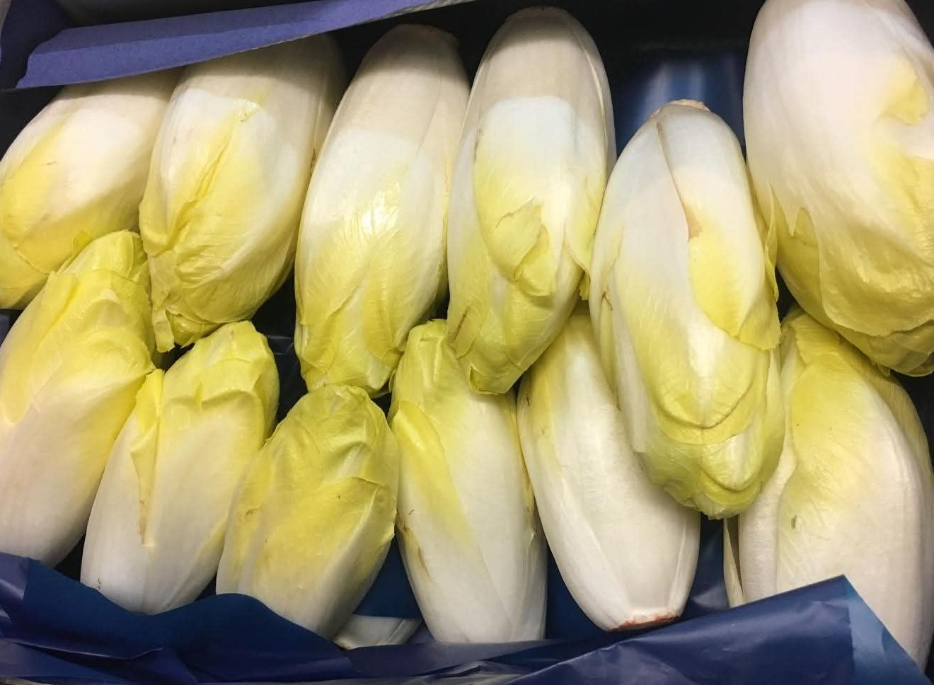 Chicory