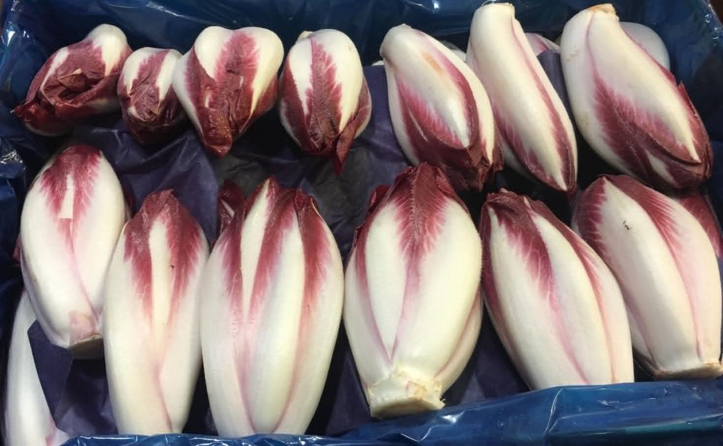 Red Chicory