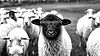 single black sheep wearing dark glasses amongst a flock of white sheep, grazing in the fie